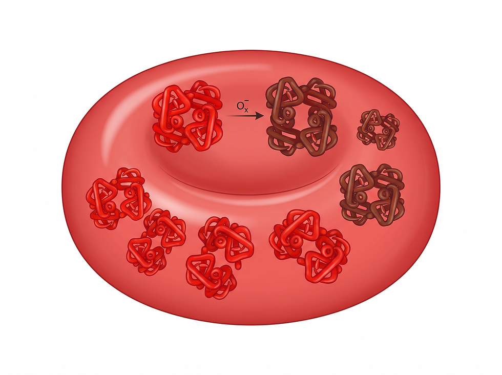 Illustration of the chemical transformation of hemoglobin to methemoglobin in red blood cells