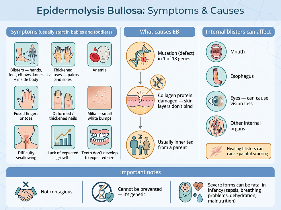 Infographic of epidermolysis bullosa symptoms and causes: blisters, calluses, fused fingers, internal blisters and the gene mutation behind the disorder