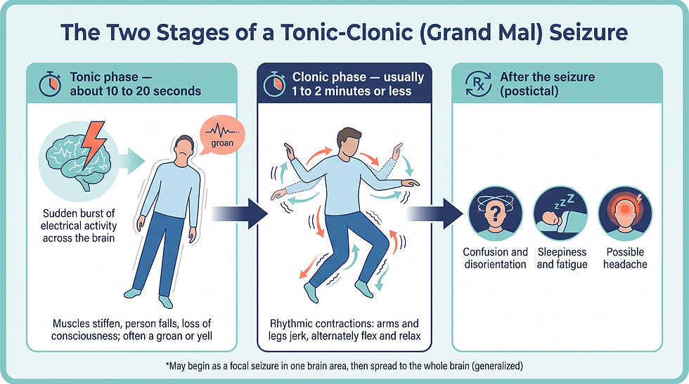 The two stages of a tonic-clonic seizure and what happens after