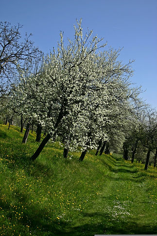 catkin-orchard-meadow-480714.jpg