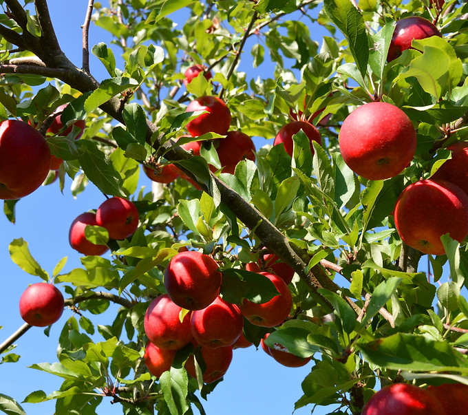 neelam279-apple-tree-4525789.jpg