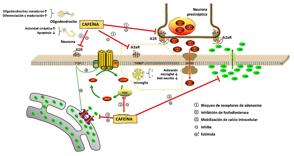 FIG 1. Mecanismos de acción de la cafeína. Adaptado de Yang L. (Front Ped, 2021)