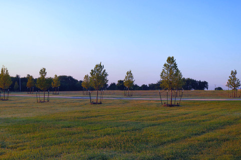 Tree Care & Pruning by Red Valley Landscape & Construction in Austin, TX