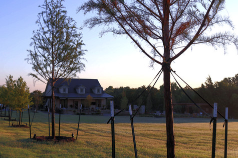 Tree Care & Pruning by Red Valley Landscape & Construction in ATX