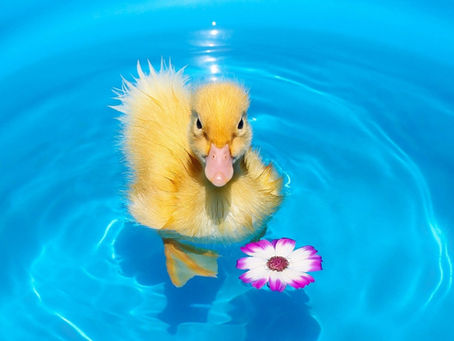 NEW ONE TO ONE AVAILABILITY