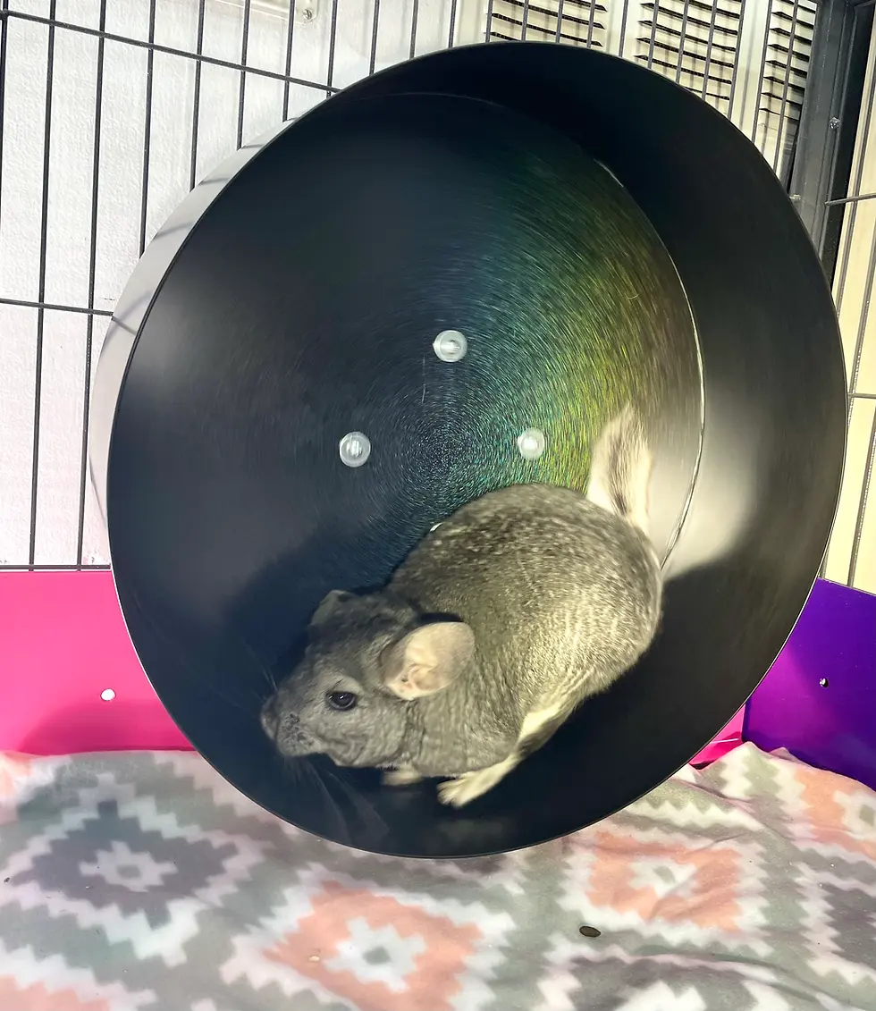 Thumbnail: 15x5 and 15x6 XTRA Wide XTRA Soundless Spinner- Chinchilla wheel- Multiple color