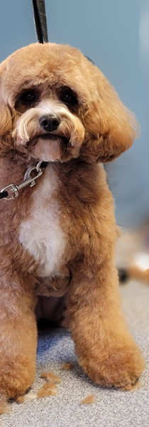 Home | TNT Dog Grooming +1-732-529-3412 Home | TNT Dog Grooming +1-732-529-3412