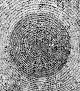Pattern of annual rings of a pine tree c