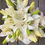 Thumbnail: Lily Bouquet