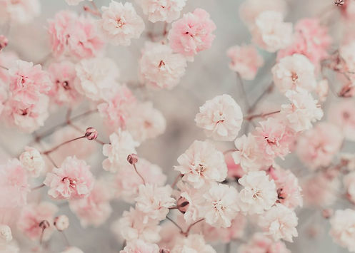 Gypsophila Pink Blush - Pink and White flower photography by Ingrid Beddoes Art Print_edit