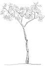 thin_tree_by_carolartys_d1qllpu-fullview.jpg