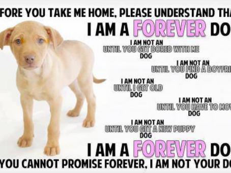 Dogs For Life