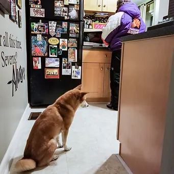 Thoughts On Pet Sitter Certification
