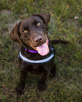 Lulu (1).jpg