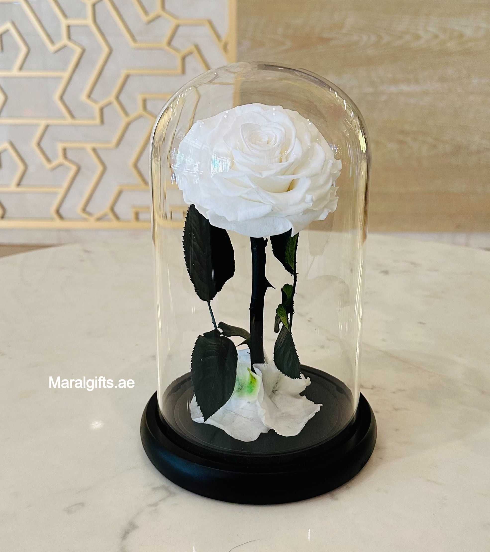 White Forever Roses White preserved roses big size.