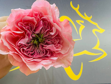 Flower shop in Dubai