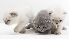 Kittens