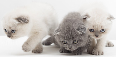 Cats at Home not getting along