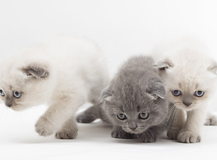 Kittens