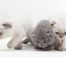 kittens