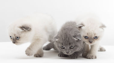 子猫