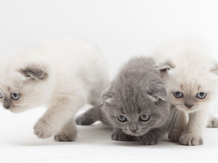 子猫
