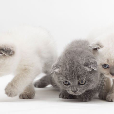 grey and white kittens