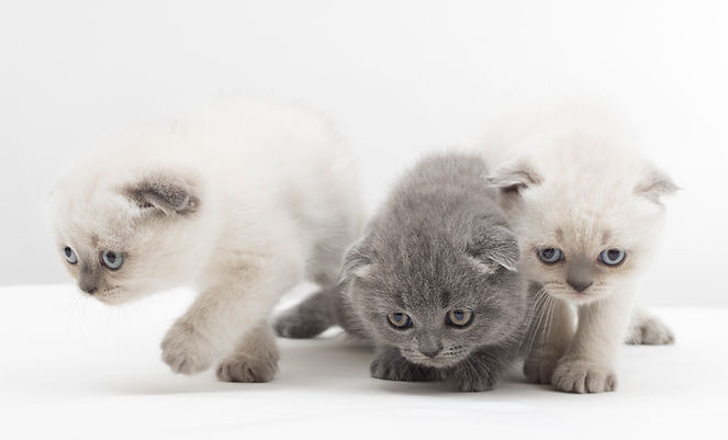 kattunger