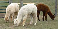 TAA-graze.jpeg