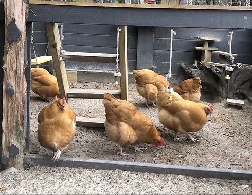 Chicken Group_IMG_6083.jpg