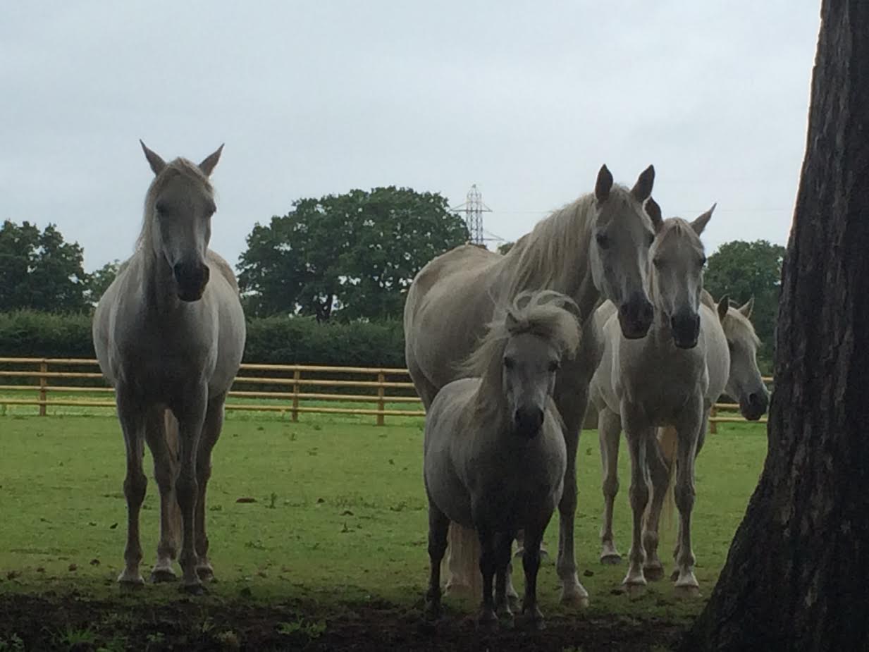 Cheshire Horse Sanctuary Helping Horses, Helping People Donate