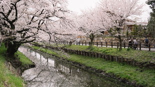 Sakura photo session in Kawagoe, Japan🌸