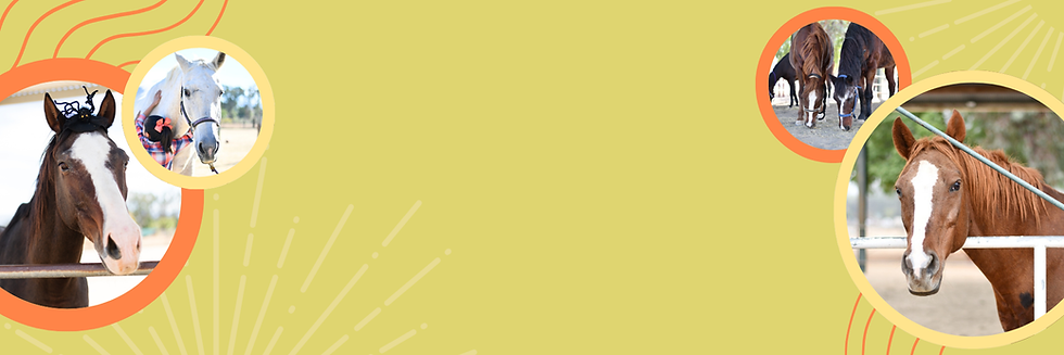 Horses in circular frames. Close-ups of horses on a yellow background.