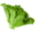 Lettuce