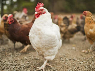 Hundred Fowls Problem