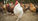 Hundred Fowls Problem