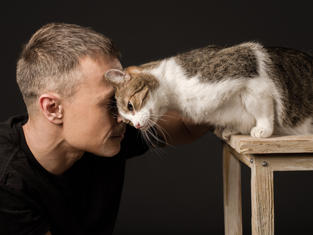 Should Cats Go Outside? The Pros, Cons, and Safer Alternatives