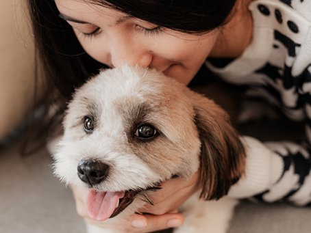 My Dog Is Shaking and Panting: What Do I Do?