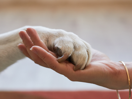 Traveling with a Pet on Medication: What You Need to Know