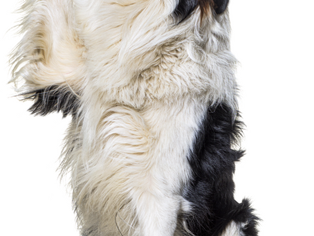 Why Does My Dog Eat Dirt? Here’s What You Need to Know