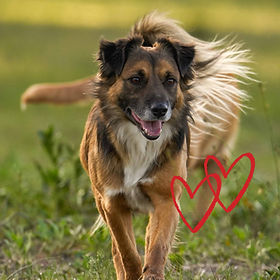 DSC02202-2 (1)_edited_edited.jpg