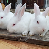 Bunnies _ 8 weeks_edited.jpg