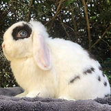 Choc Chip (Little D).jpg