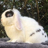 Choc Chip (Little D).jpg