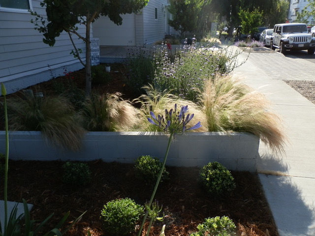 Townhouse Garden
