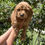 Miniatura: GoldenDoodle Hembra 