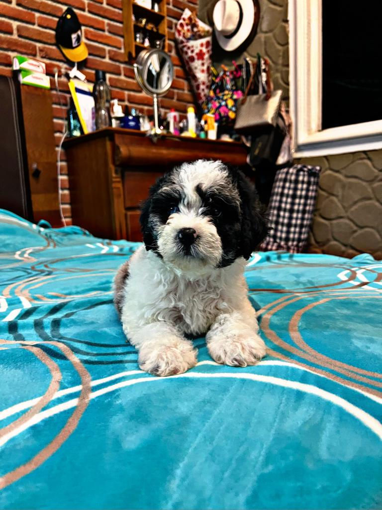 GoldenDoodle Blanco/Merle Hembra