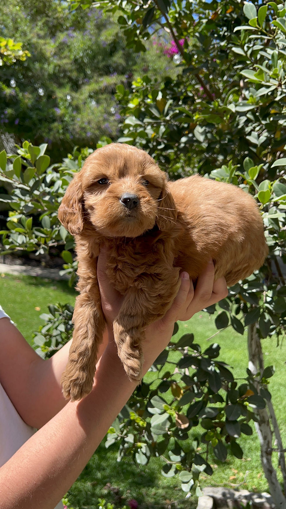Miniatura: GoldenDoodle Hembra 