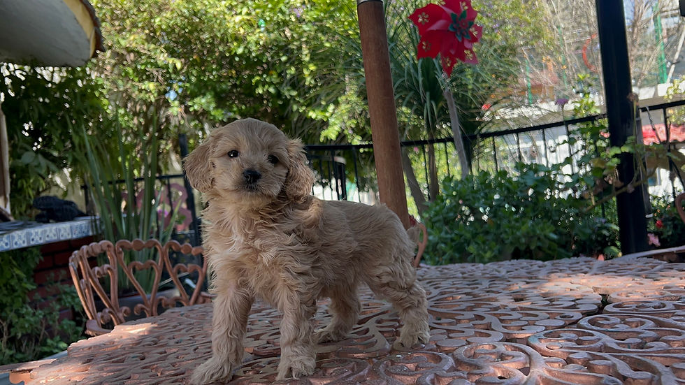 Miniatura: GoldenDoodle Hembra 