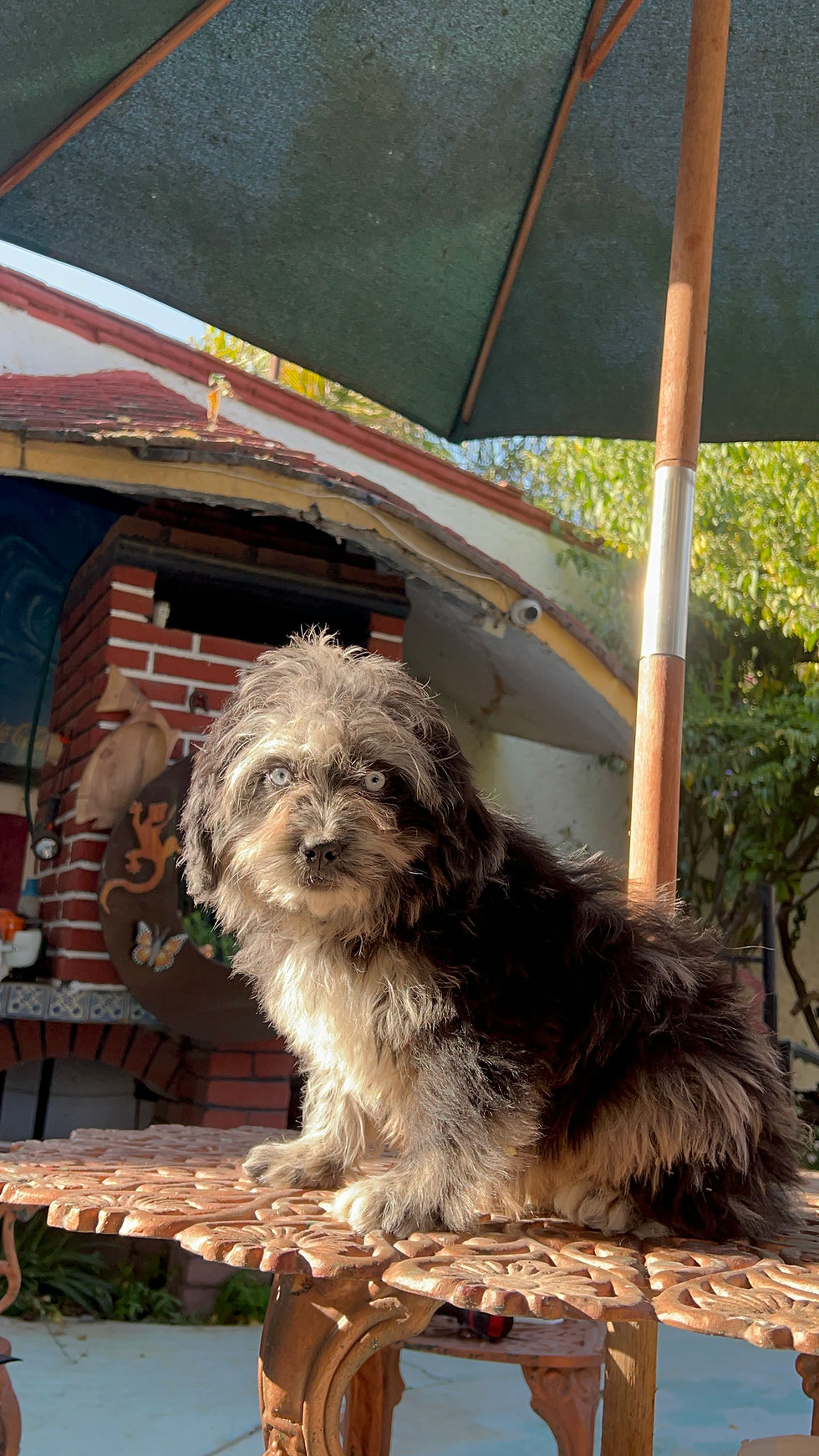 Miniatura: Goldendoodle Macho Merle Exótico 